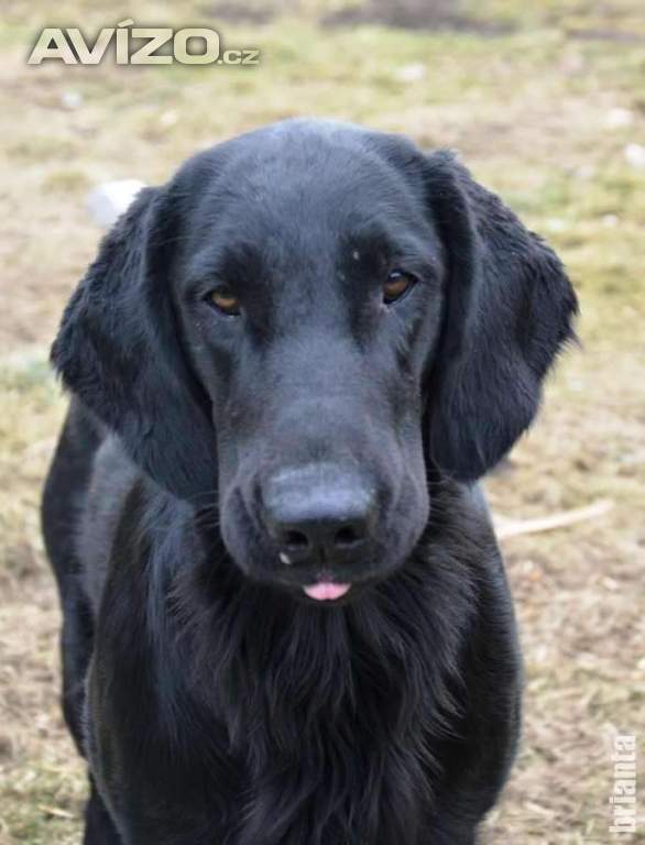 Flat Coated Retriever - pejsci i fenky s průkazem původu