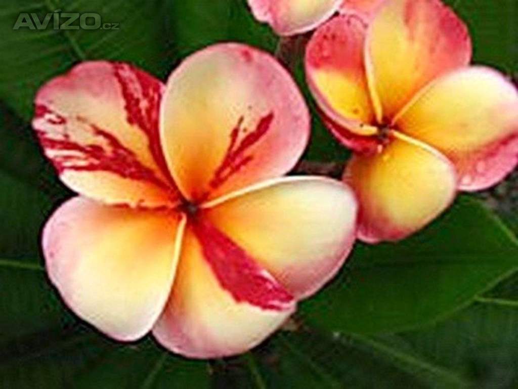 Plumeria Frangipani Top Angel - semena