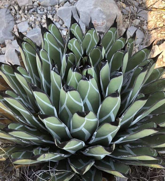 Agave nickelsiae - Král agave - semena