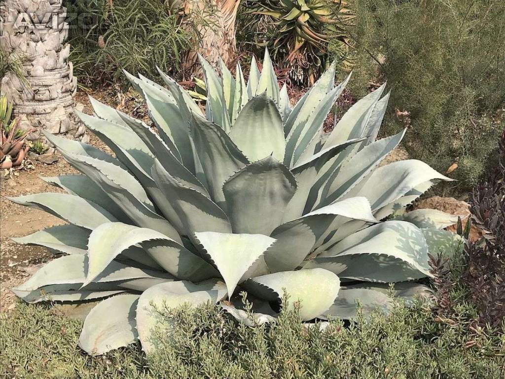 Agave ovatifolia - semena