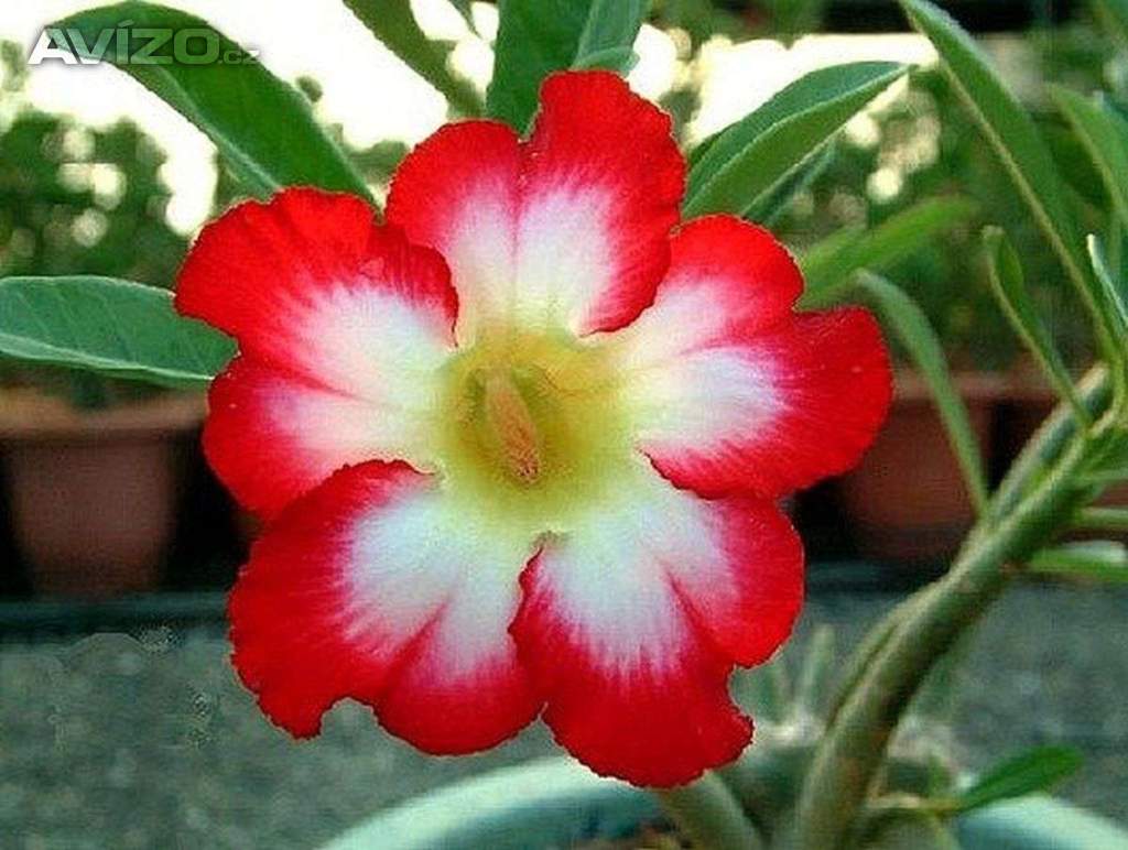 Adenium obesum moonlight fairy - semena