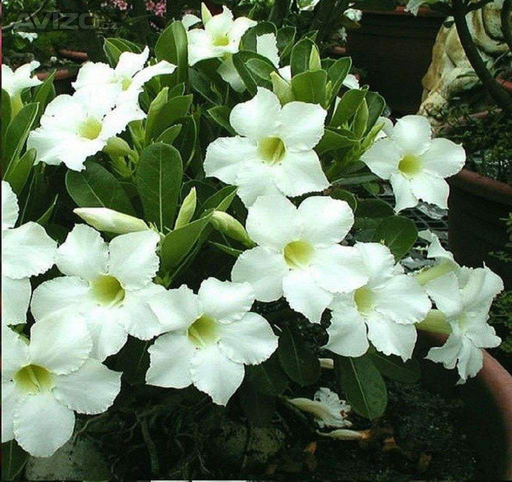 Adenium obesum super platinum - semena