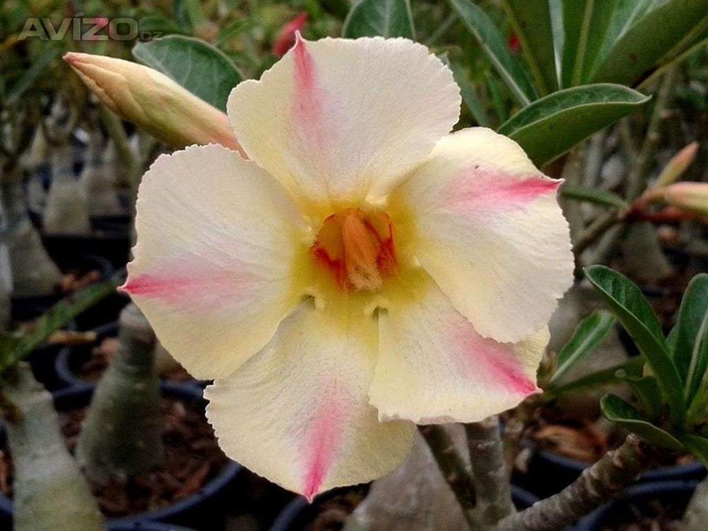 Adenium obesum yellow dream - semena