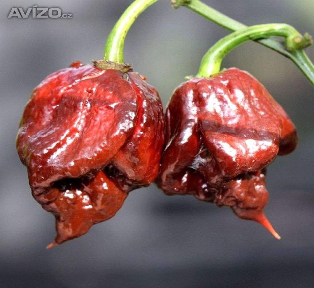 Chilli Carolina Reaper Chocolate - semena