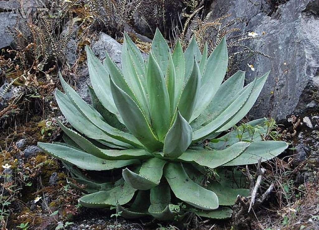 Agave hiemiflora - semena