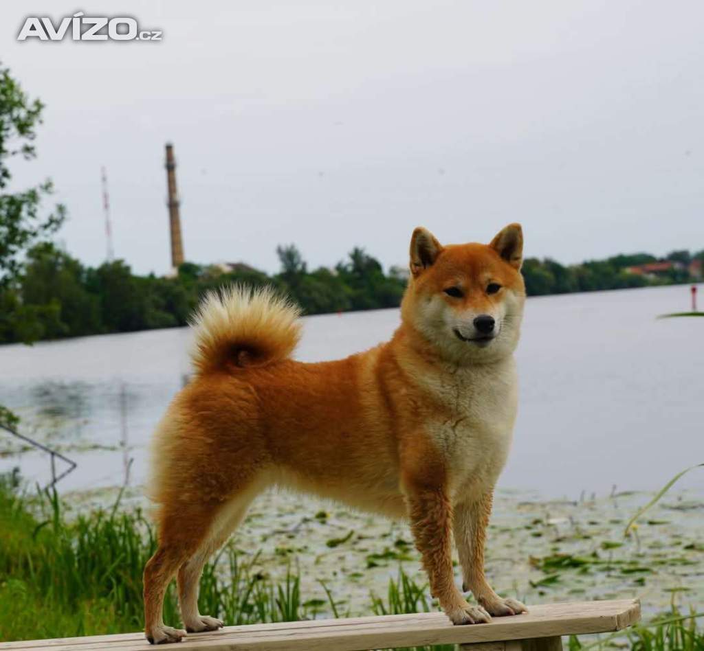 Shiba s PP 