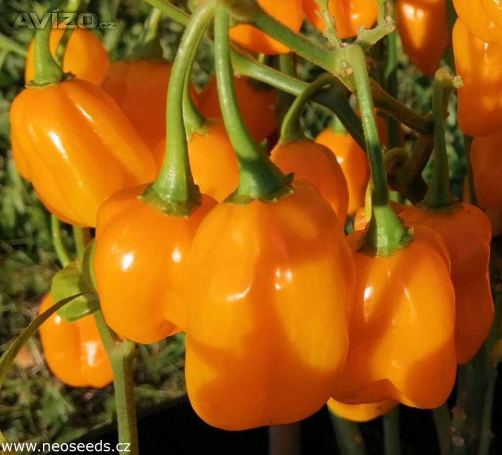 Chilli Habanero Devils Orange - semena