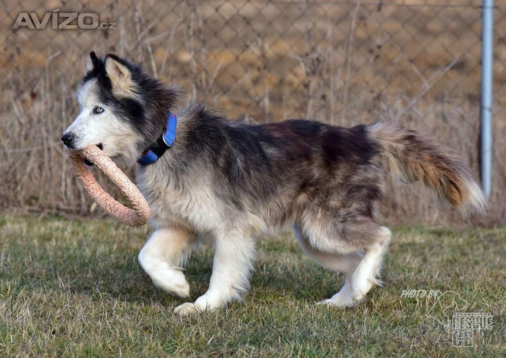 Darujeme odebraného sibiřského husky