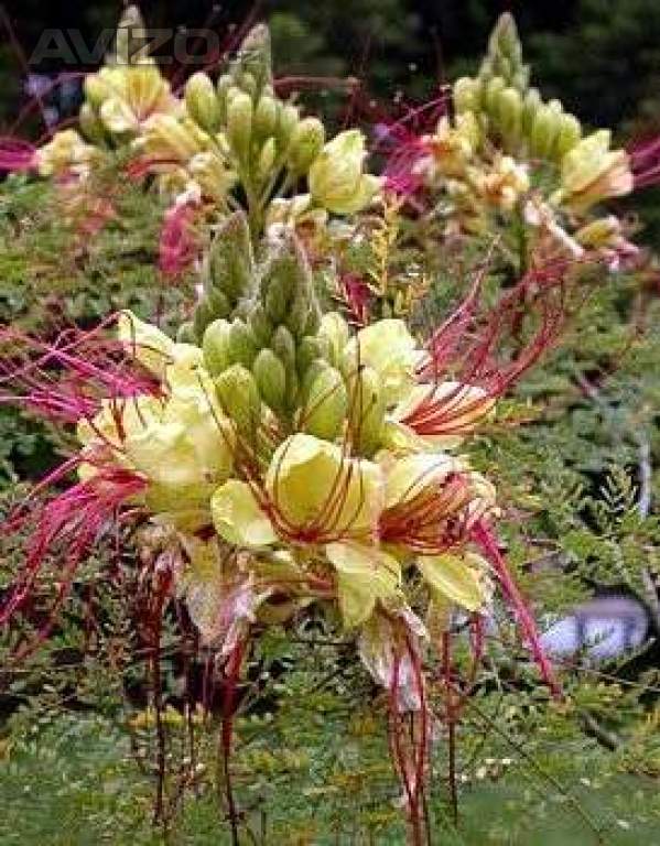 CAESALPINIA GILLIESII - SEMENA