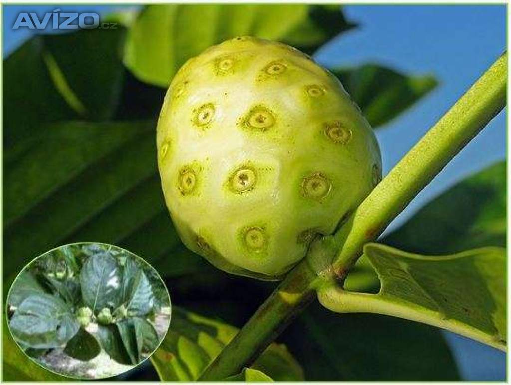 NONI CITRUSOLISTÁ - SEMENA