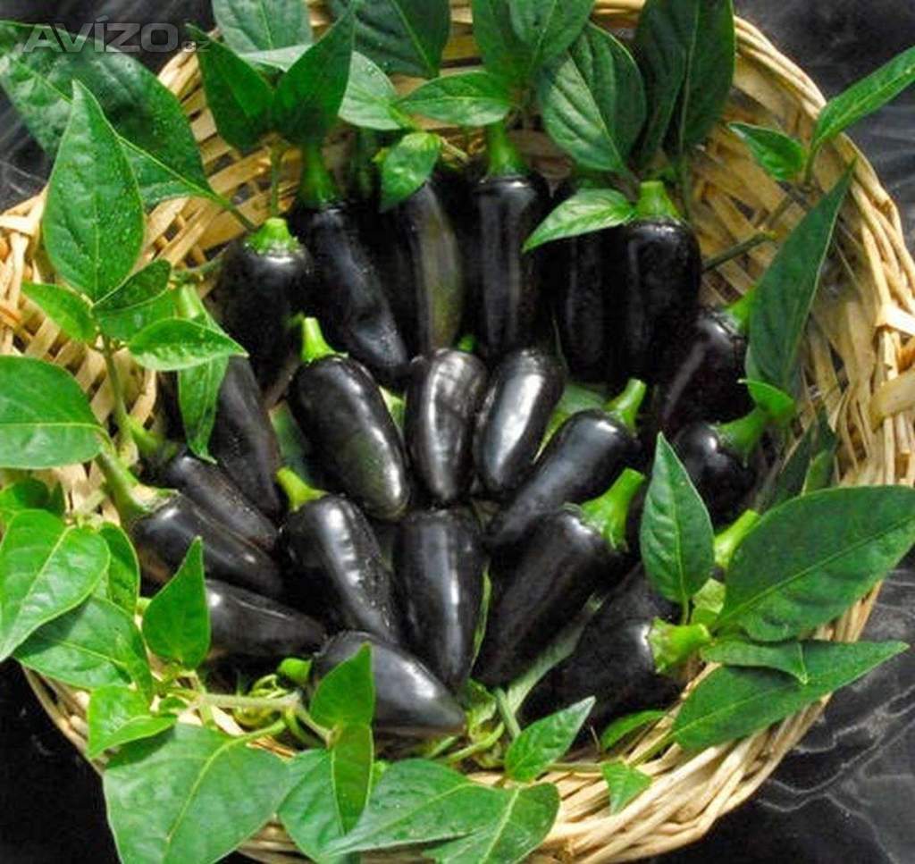 Chilli Black Hungarian - semena