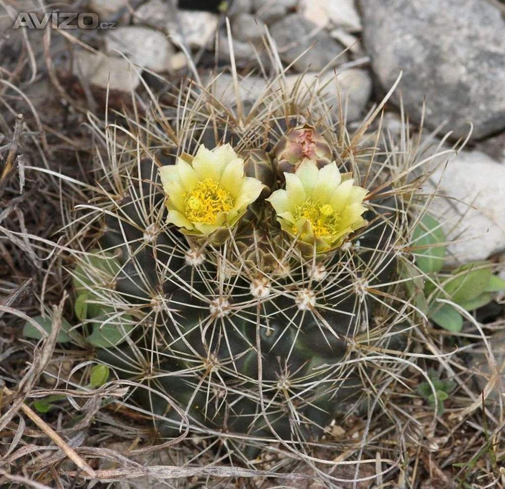 Kaktus Ancistrocactus brevihamatus Val Verde Tx. - semena