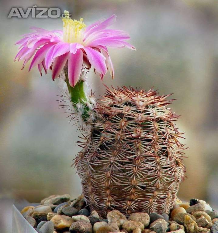 Kaktus Echinocereus adustus SB 72 - semena