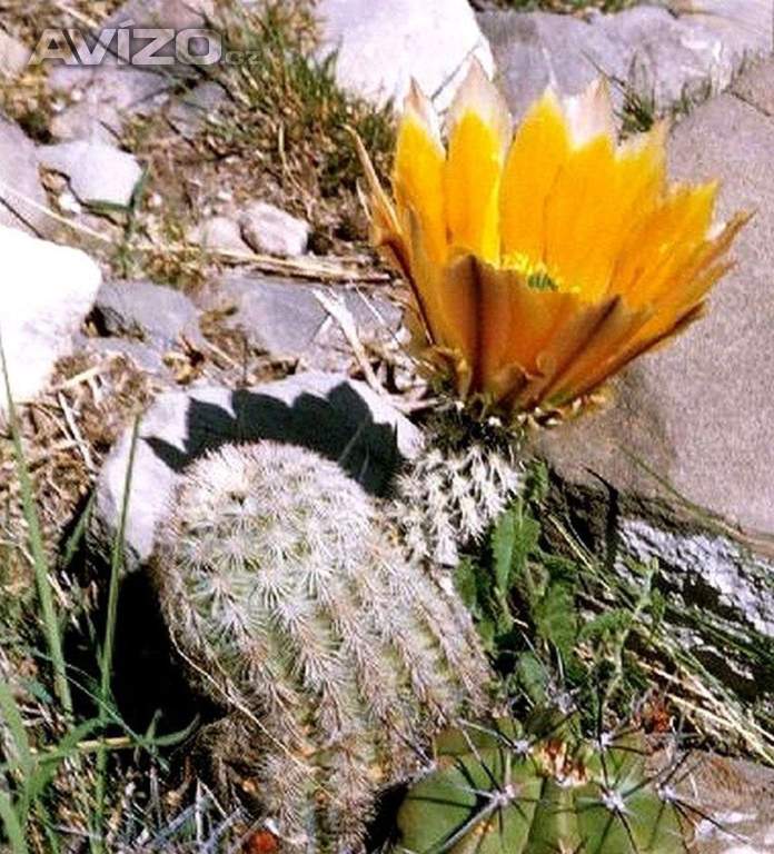 Kaktus Echinocereus dasyacanthus - semena