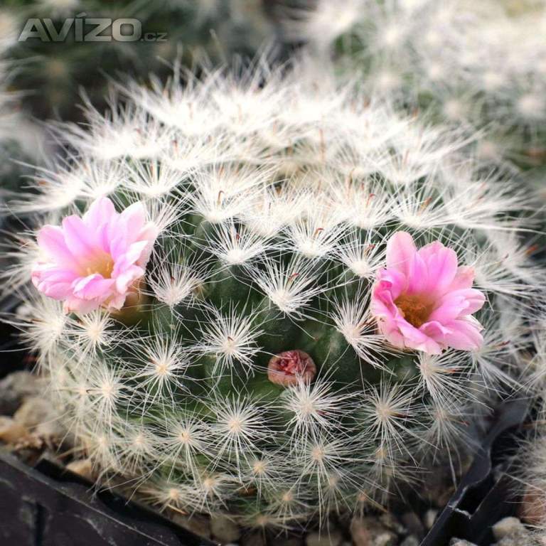 Kaktus Echinocereus glassii - semena