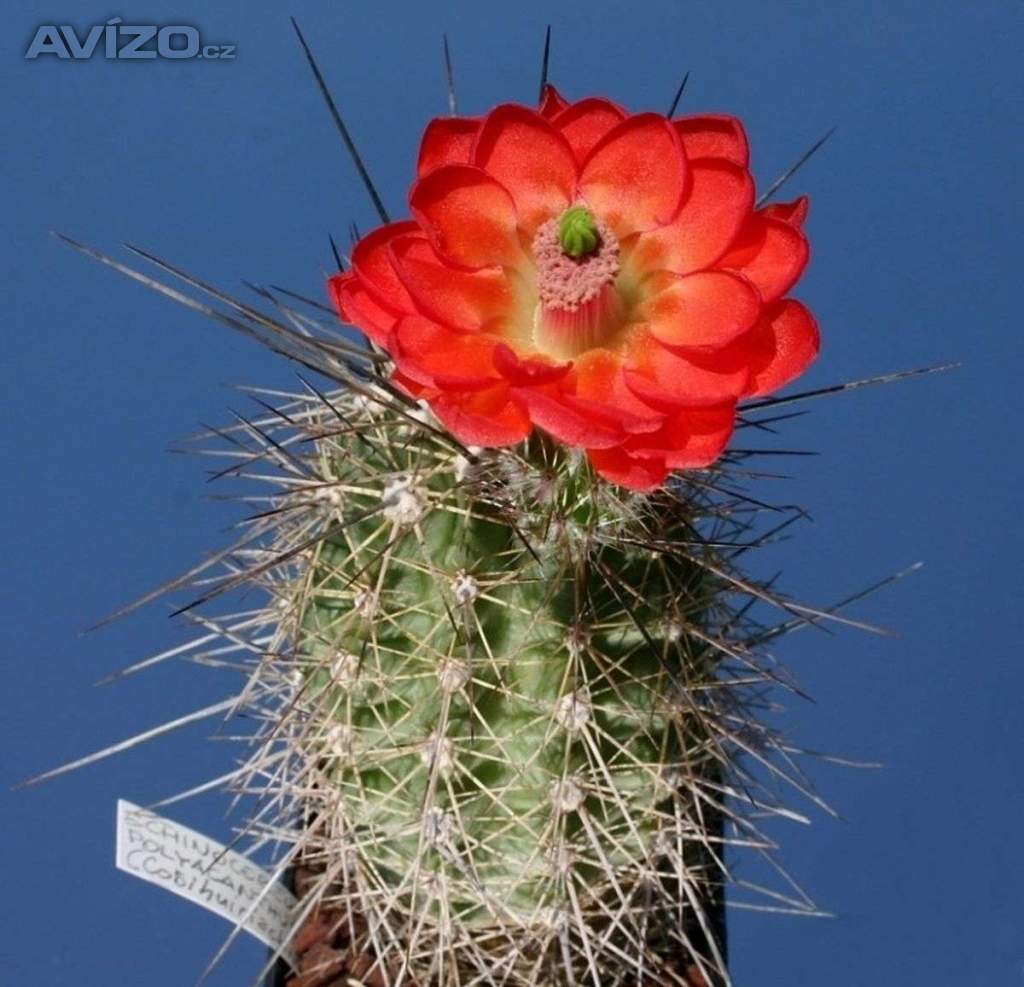 Kaktus Echinocereus polyacanthus v. spinigematus - semena