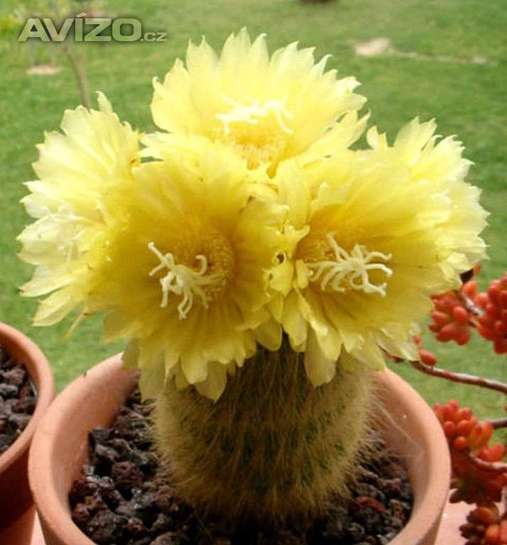 Kaktus Eriocactus leninghausii - semena