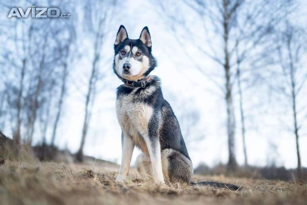 NANUK - Sibiřský husky, necelý rok 