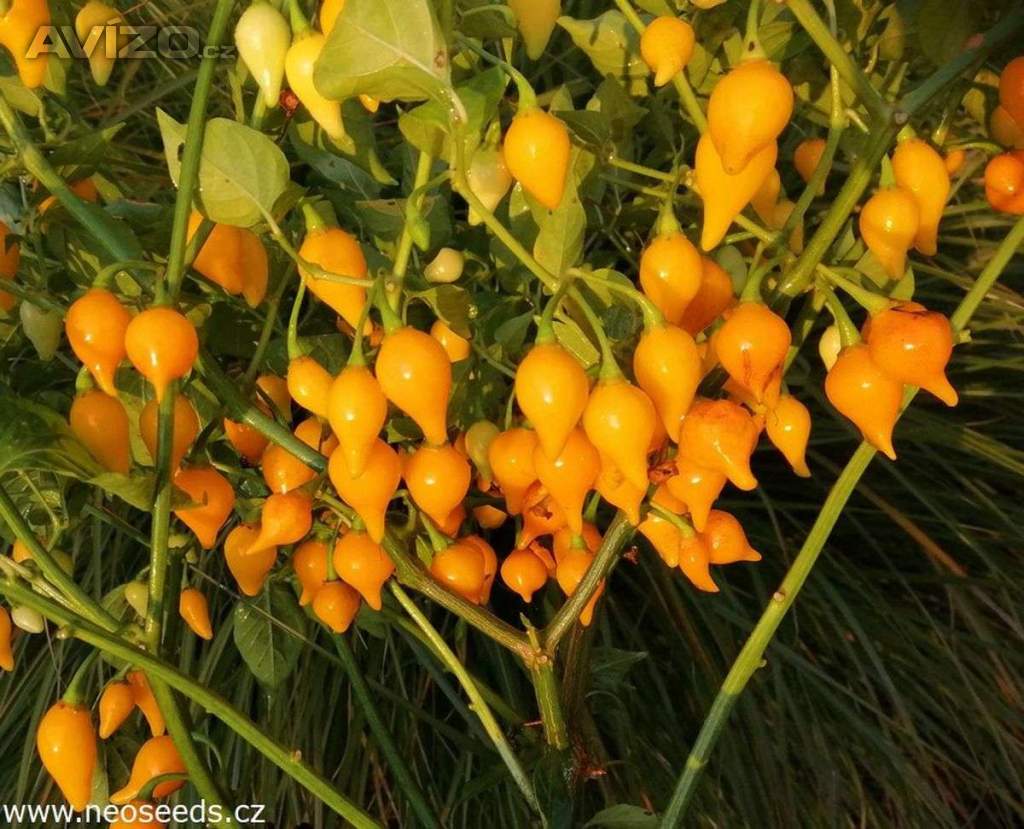 Chilli Biquinho yellow - semena