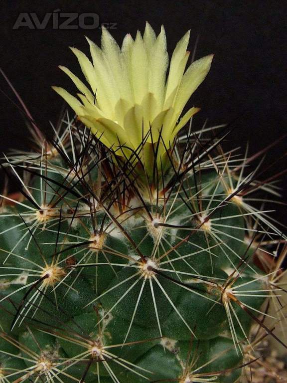 Kaktus Coryphantha gladispina DJF 757.45 - semena