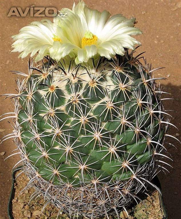 Kaktus Coryphantha pycnacantha - semena