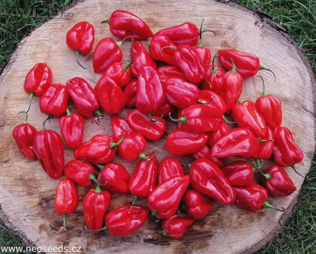 Chilli Habanero Red - semena