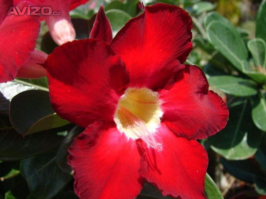 Adenium obesum dark forest - semena