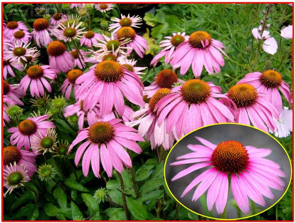  Echinacea Purpurea - Třapatka nachová - SEMENA