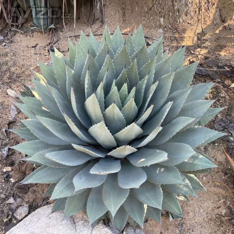 Agave parryi var. huachucensis - semena