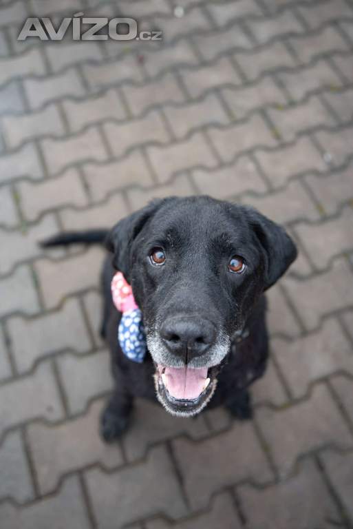 BUBÍ - Labrador 40 kg, kastrovaný psík 10 let