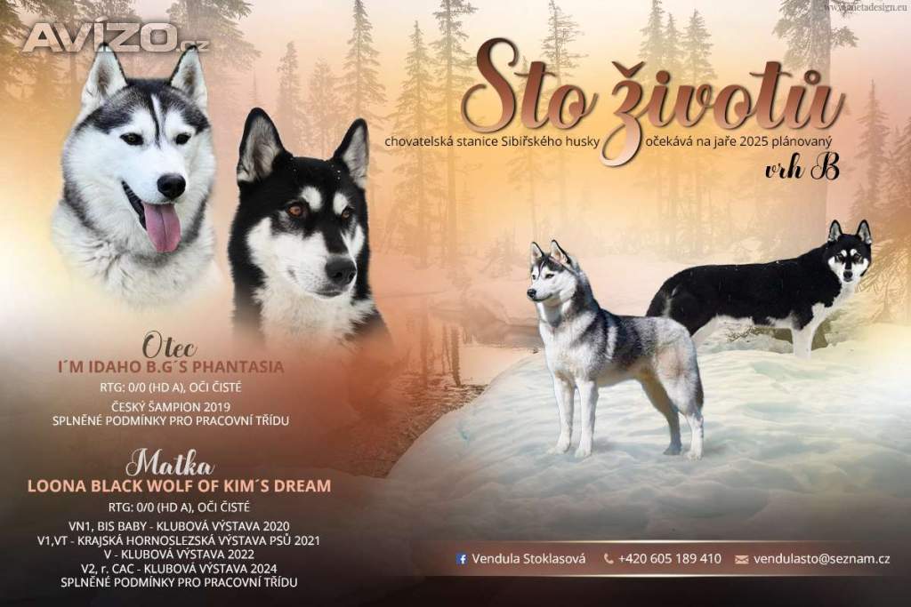 Štěňátka Sibiřský husky 