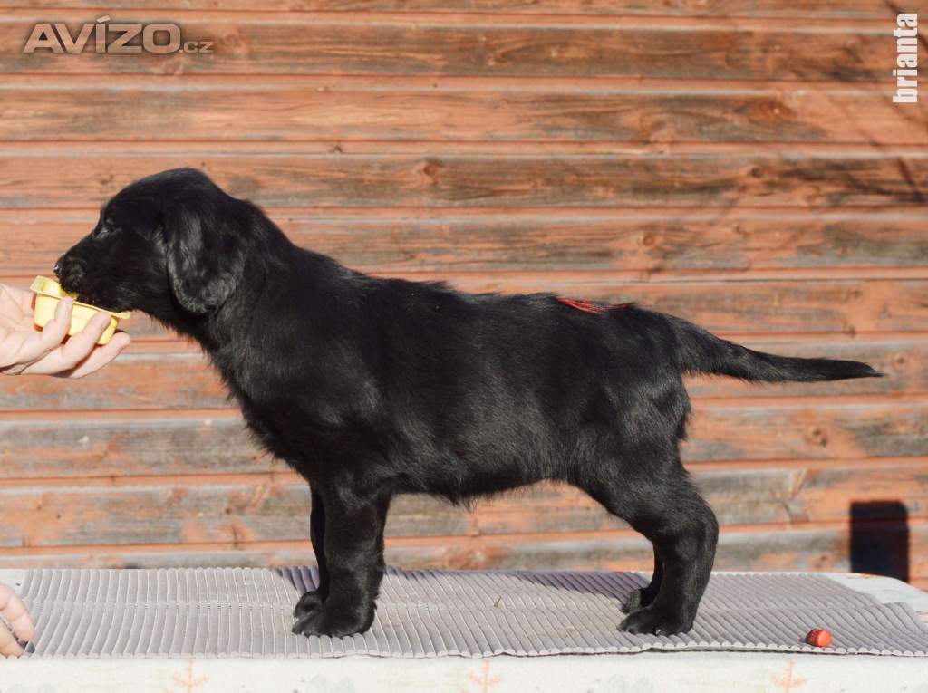 Flat Coated Retriever - fenka s průkazem původu