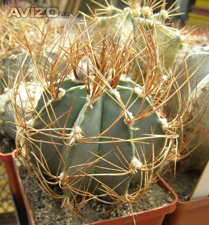 Kaktus Astrophytum senile var. aureum MZ 256 - semena