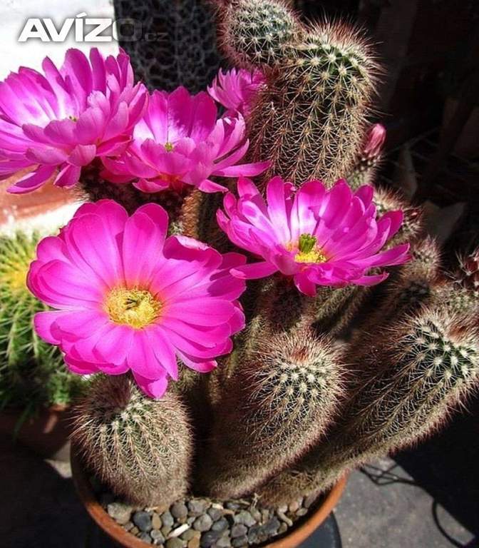 Kaktus Echinocereus sciurus - semena