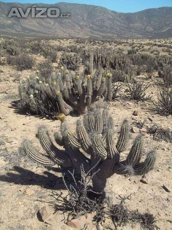 Kaktus Eulychnia breviflora - semena