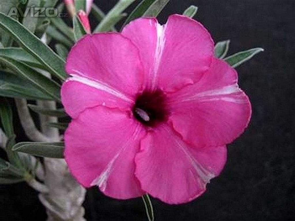 Adenium obesum diamond ring - semena