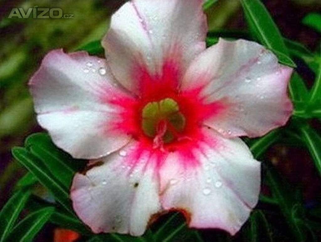 Adenium obesum morning glory - semena