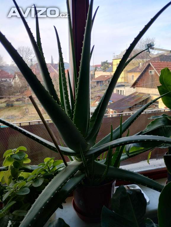 PRODÁM OBROVSKÉ LÉČIVÉ ALOE VERA!!!