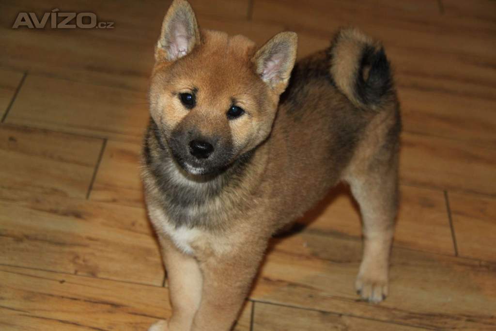 Štěňátko Shiba Inu