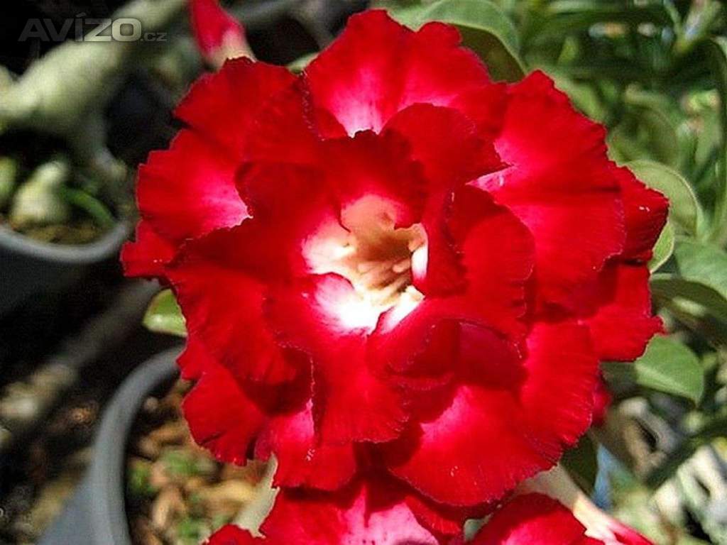 Adenium obesum aeksiam - semena