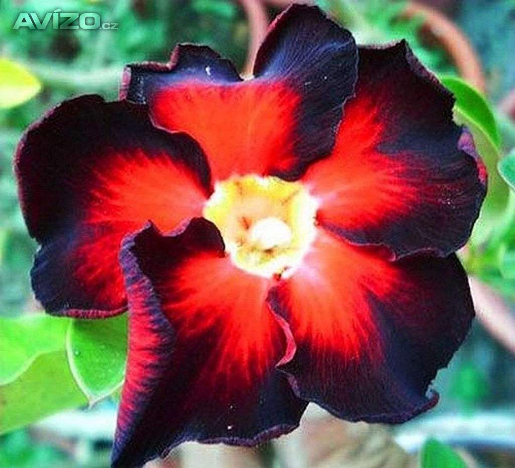 Adenium obesum black fire - semena