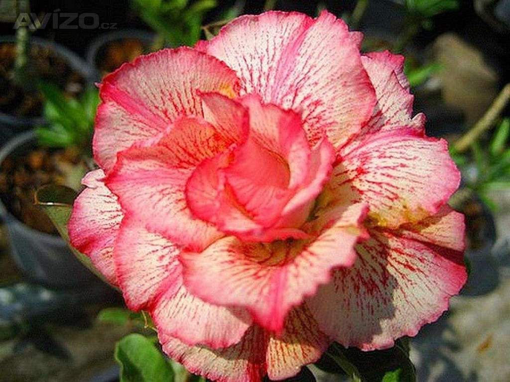 Adenium obesum petsayrung - semena