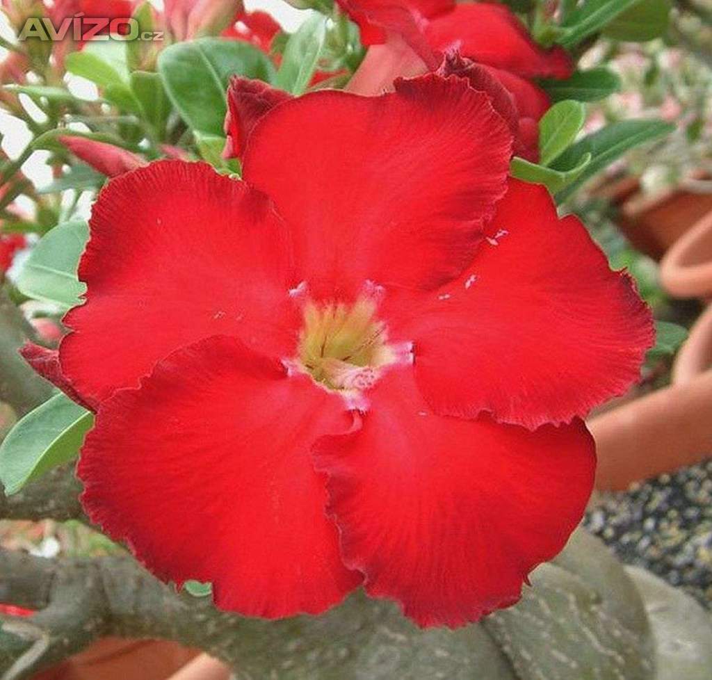 Adenium obesum star of haeven - semena