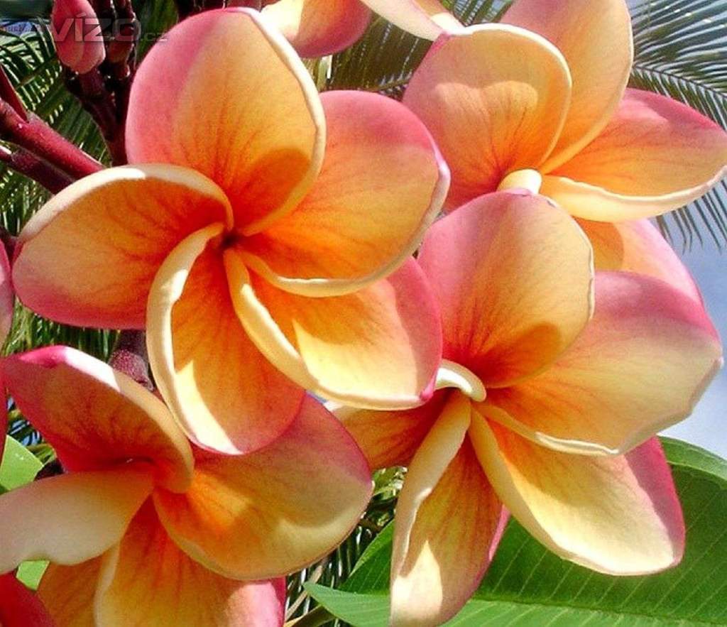 Plumeria Frangipani Imperial Topaz - semena