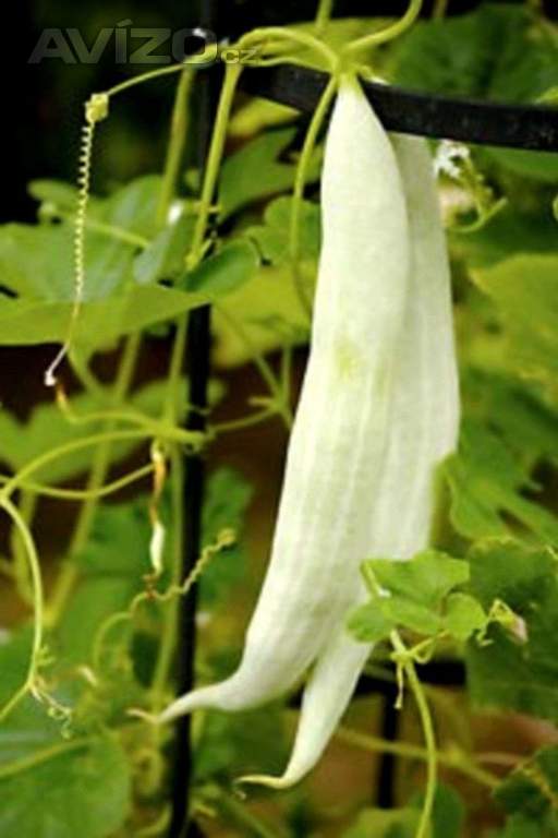 Okurka Tortarello Bianco Abruzzese - semena