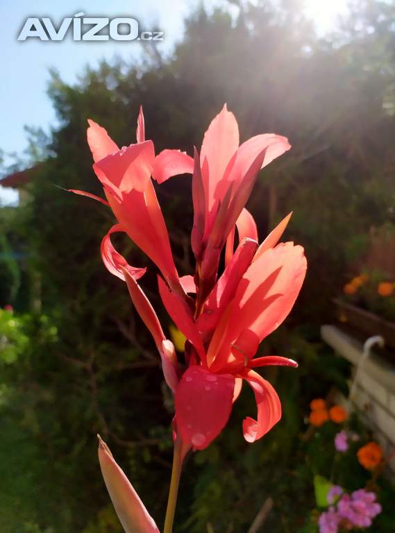 Nabízím z přebytků oddenky kan (dosna), jiřin, cibule křínu (Crinum powelli)