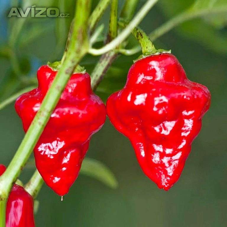 Chilli Habanero Tasmanian red - semena