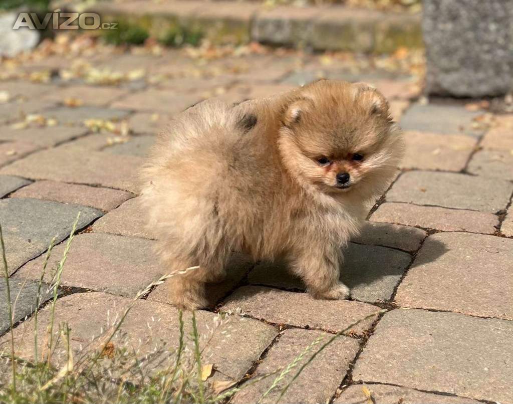 Pomeranian s PP