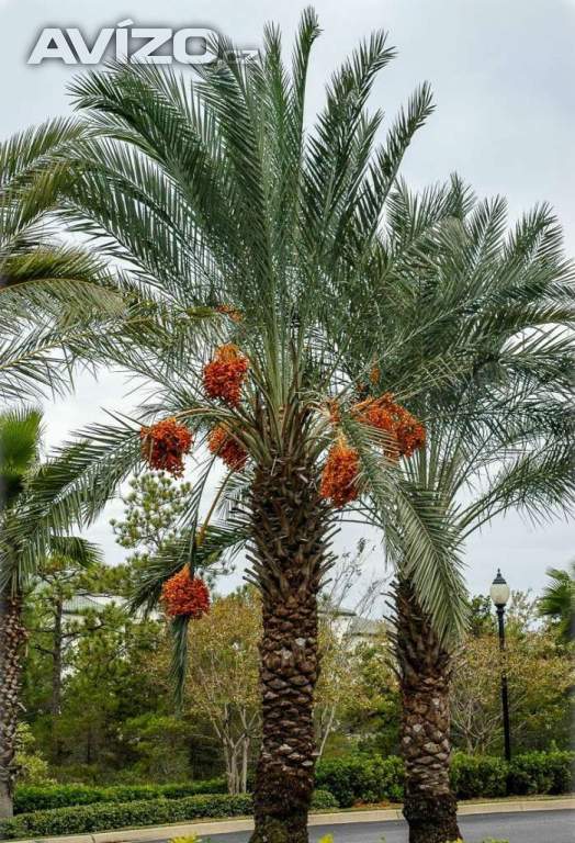 Palma Phoenix dactylifera Datlovník pravý  - 1 naklíčené semeno