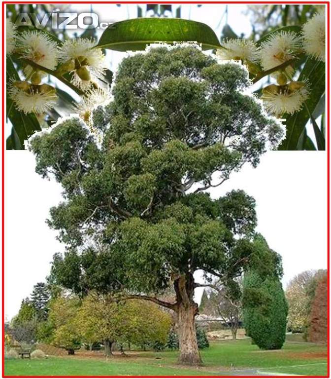 Eucalyptus globulus - semena